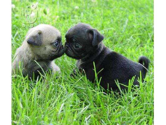 PoulaTo: Lovely Pug κουτάβια προς πώληση.